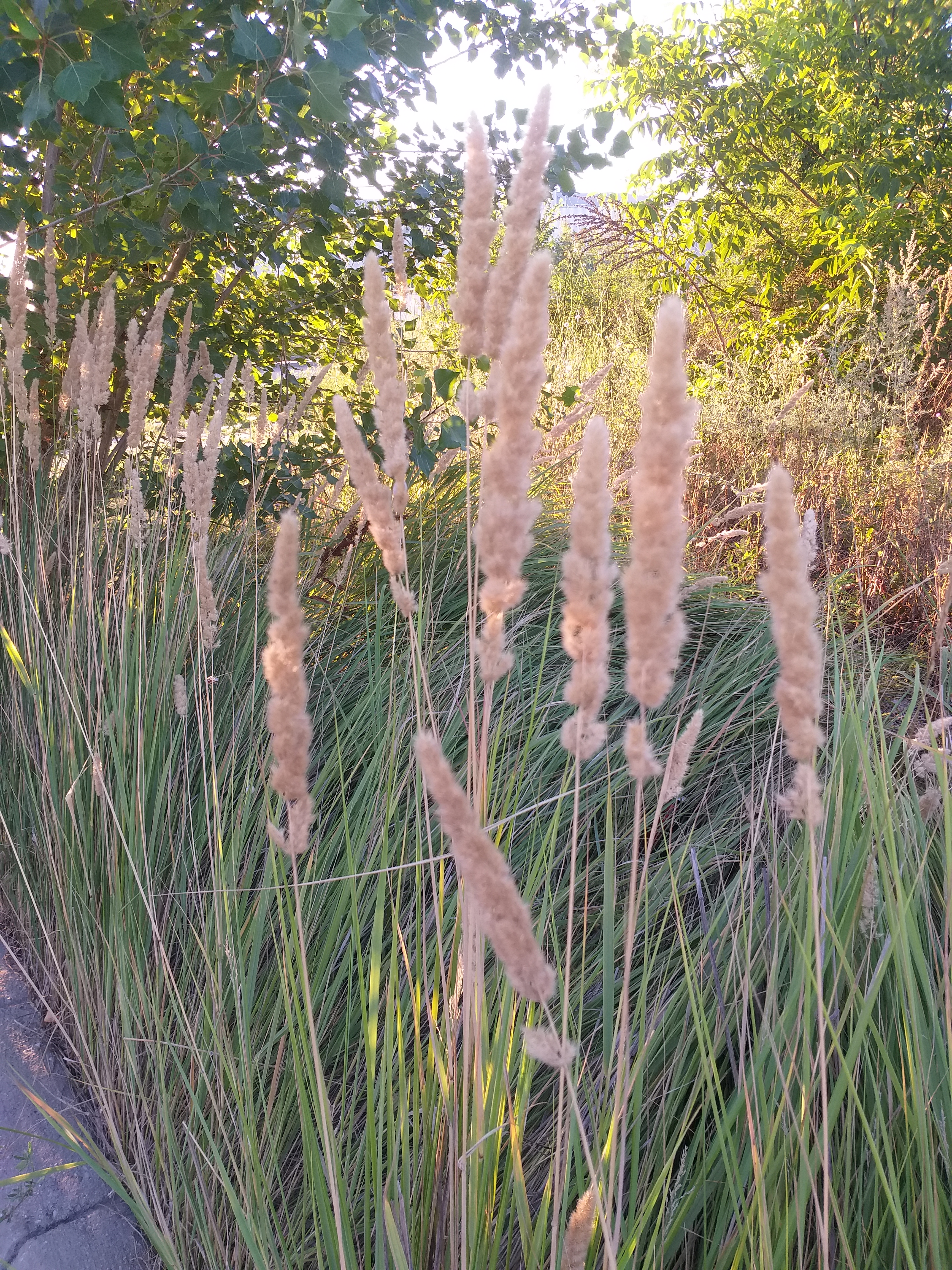 20200802_195529
